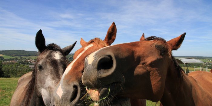 2560x1600 Cute horses Wallpaper #42171