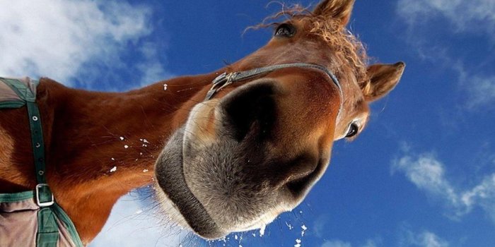 1060x795 Horse Wallpapers For Ipad | Walljdi.org