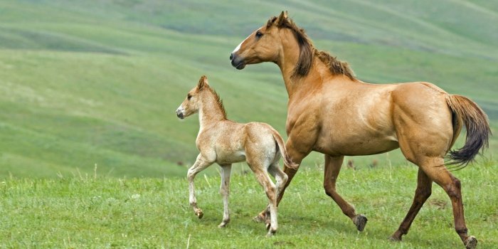 1920x1080 Cute Horse Wallpapers (213+ images in Collection) Page 1