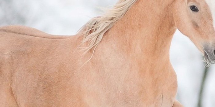 828x1792 Horse running in winter 1080x1920 iPhone 8/7/6/6S Plus wallpaper