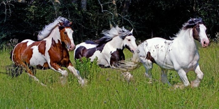 1920x1080 Horse Racing Wallpapers Inspirational Cute Horse Backgrounds