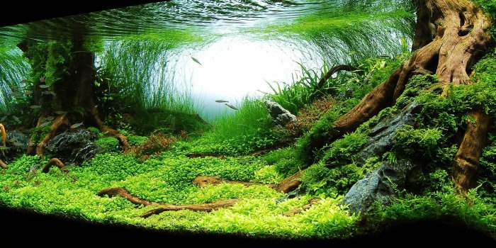 1920x1200 Pin By Ovidiu Drobot On WallPapers Pinterest Aquarium Planted