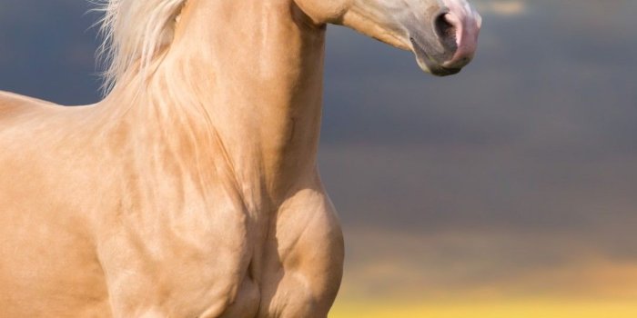 1080x1920 Wallpaper Horse, cute animals, 5k, Animals #14707