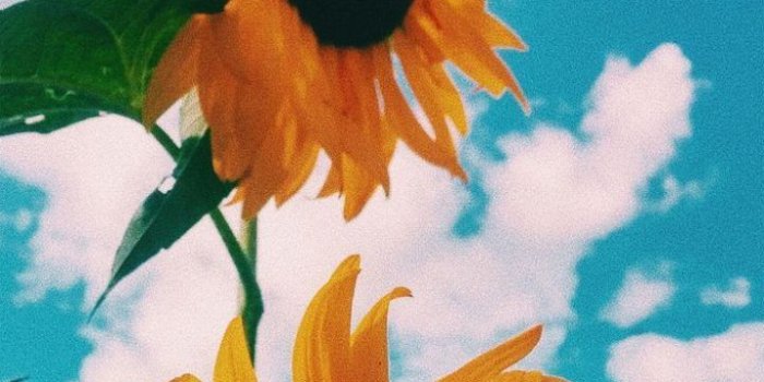 720x1281 Pinterest: arianaarenas21 ::…Click here to download nature wallpaper