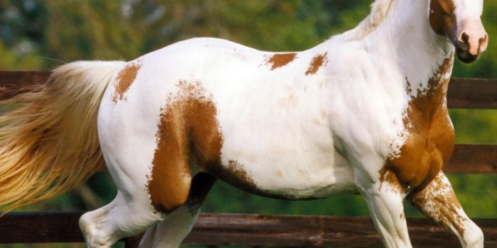 1280x960 Shire Horses Facts Quarter Horse Wallpapers Wallpaper Cave — Cute