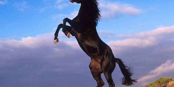 1024x768 76+] Cute Horse Wallpapers on WallpaperSafari