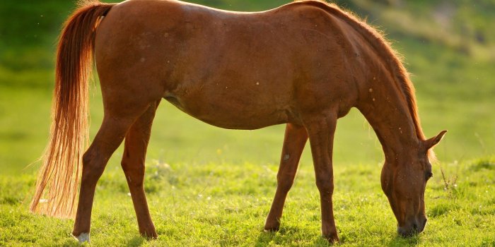 1920x1200 cute horse wallpapers | Wallpapersimages.org