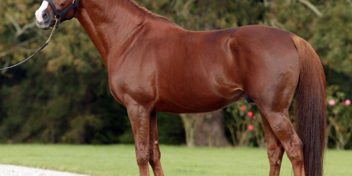 2244x1772 Quarter Horse Wallpaper ·① WallpaperTag