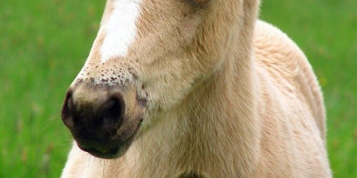 720x1184 Horse Wallpaper For Android Phone - Wall.BestKitchenView.CO