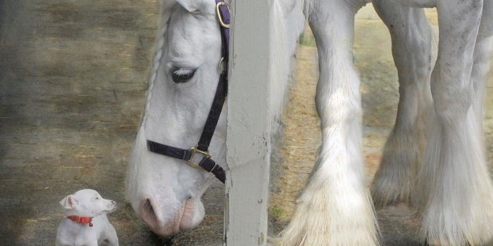 1155x824 Pets Sparky Sterling Horse Cute Animals Puppy Horses Wallpapers