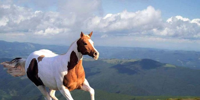 1024x768 Cute Horse Wallpapers