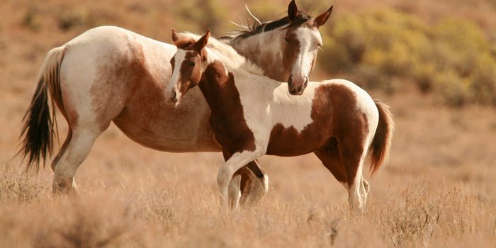 2560x1600 horse wallpapers cute - HD Desktop Wallpapers | 4k HD