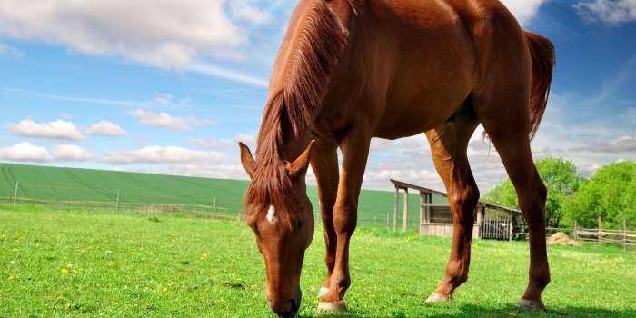 2560x1600 Cute Horse Wallpapers Baby Puppies - Litle Pups