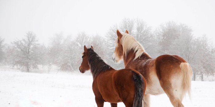1366x768 Cute horse wallpapers | Cute Horse Image #15039 Wallpaper. 2019-04-11