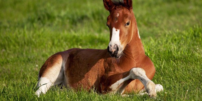 1920x1200 Beautiful Horse wallpapers | Beautiful Horse stock photos