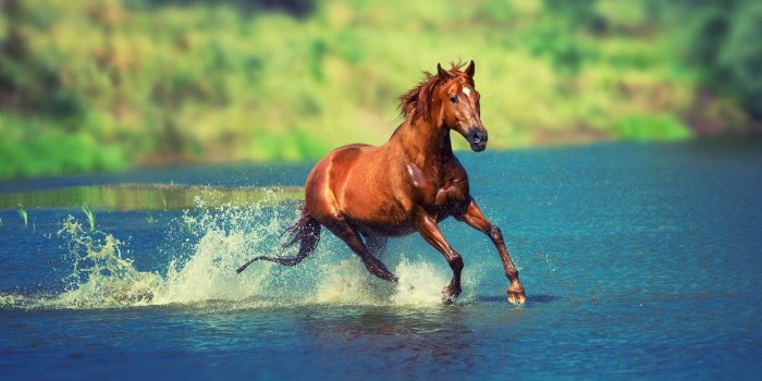 1920x1080 3204266 1920x1080 animal, beautiful, cute, horse, running, water