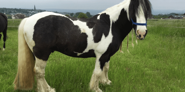 1024x768 Cute horse wallpapers 2062 APK Download - Android Personalization Apps