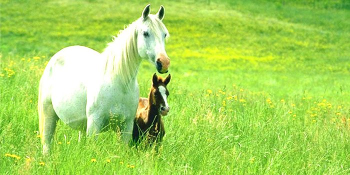 1920x1200 Horse Backgrounds for Your Computer - Wallpapers Browse