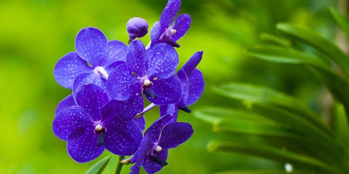 1920x1200 61+ Pretty Flower Wallpapers on WallpaperPlay