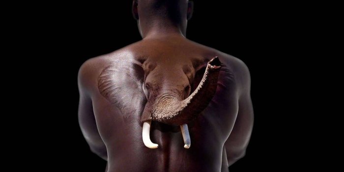 1600x1200 Amazing 3D Tattoo Of Elephant With White Teeth | Golfian.com