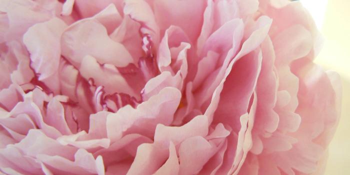 2816x2112 HD Pink Peony Wallpaper free download / Wallpaper Database | Flowers