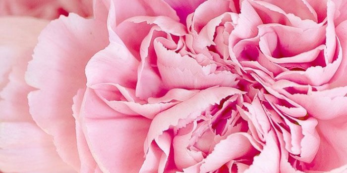 736x1308 5 Cute Pink Peonies iPhone Wallpapers | Phone Wallpaper | Flower