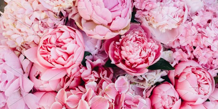 1820x1214 Pink peonies background