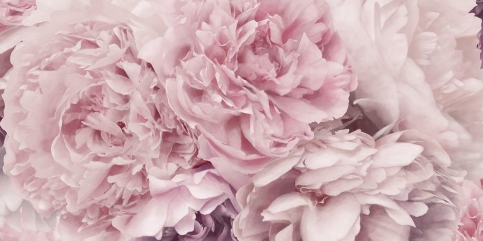 2048x1041 Peony Wallpapers - Top Free Peony Backgrounds - WallpaperAccess