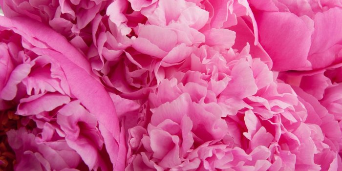 1600x1200 Pink Peony HD Wallpaper, Background Images