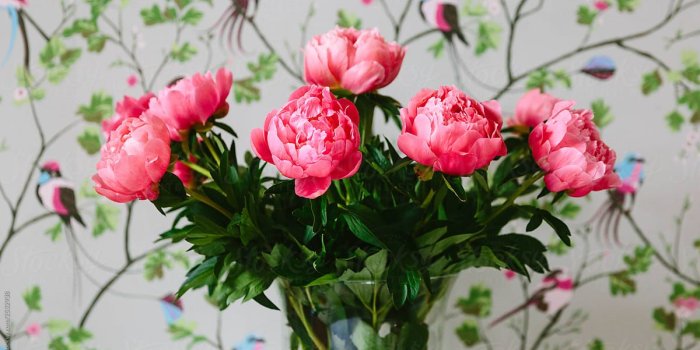 1200x814 Stock Photo - Pink Peonies And Wallpaper.