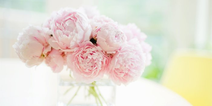 2880x1620 51+ Pink Peonies Wallpapers on WallpaperPlay