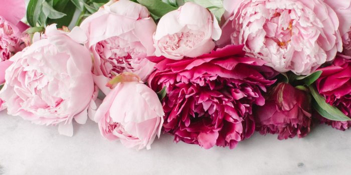 1920x1080 51+ Pink Peonies Wallpapers on WallpaperPlay