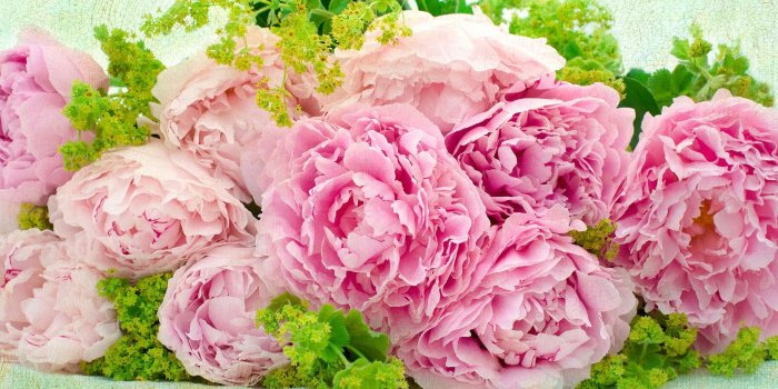 1920x1080 51+ Pink Peonies Wallpapers on WallpaperPlay