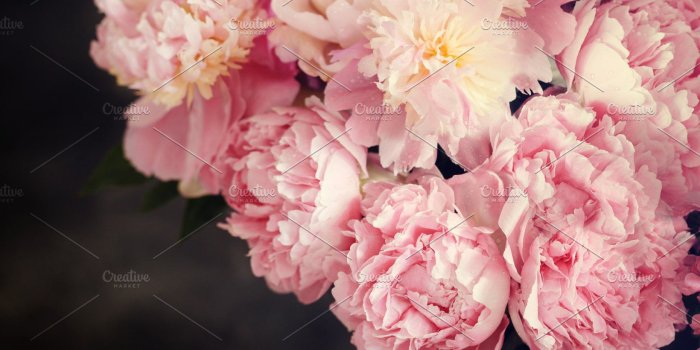 1820x1212 Pink peonies toned