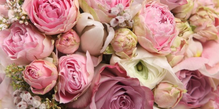 1920x1080 51+ Pink Peonies Wallpapers on WallpaperPlay