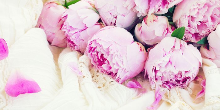 1732x1155 Hite and Pink Peonies HD Wallpaper, Background Images