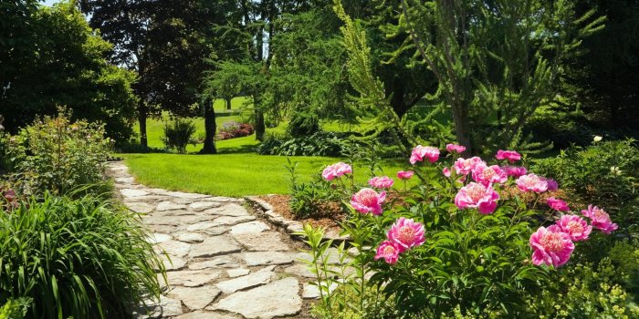 2000x1334 Pink Peony Garden