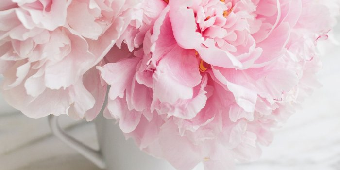 1920x1440 Wallpaper Pink peonies, cup 1920x1440 HD Picture, Image