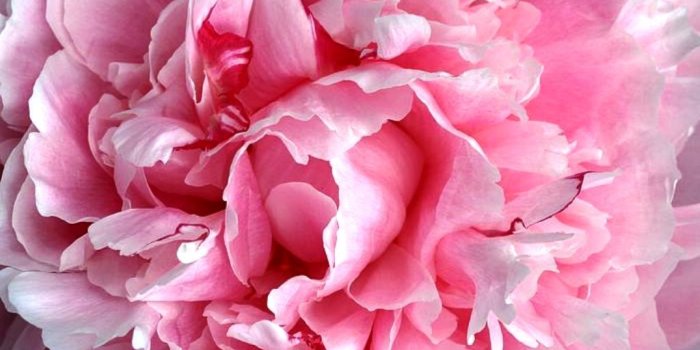 1024x768 Pink Peony HD Wallpaper, Background Images