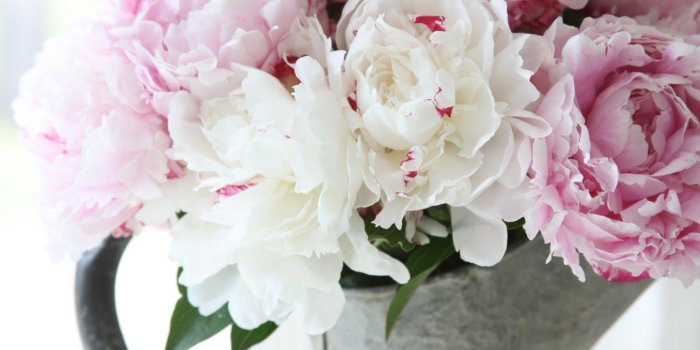 1600x1067 White Peony Wallpaper - White Peonies Wallpaper Hd (#899909) - HD