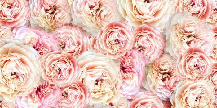 1024x1024 Peony Wallpapers