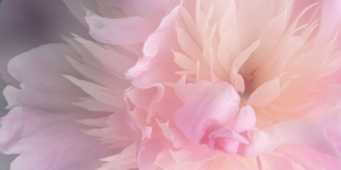 2560x1600 Pink Peony Wallpapers (57+ images)