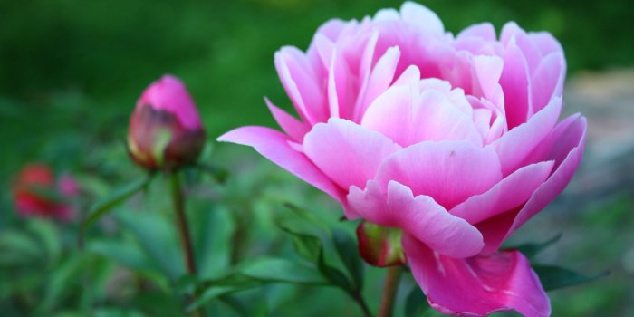 2560x1600 Pink peony wallpaper - Flower wallpapers - #31736