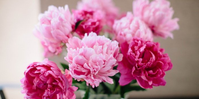 1920x1080 59+ Peonies Wallpapers on WallpaperPlay