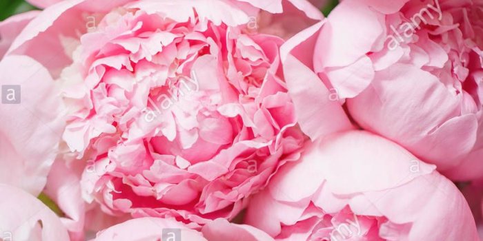 867x1390 pink peonies wallpaper