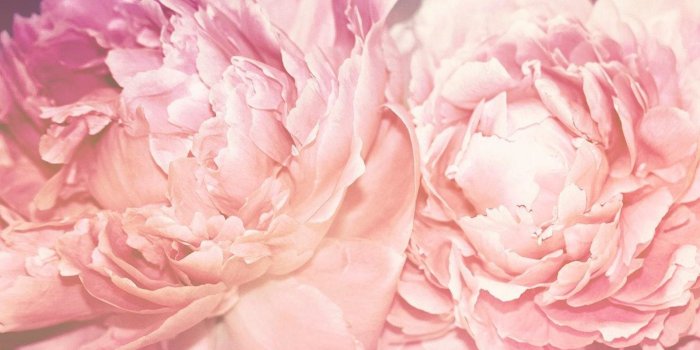 1920x1080 Pink Peonies Wallpaper (46+ images)