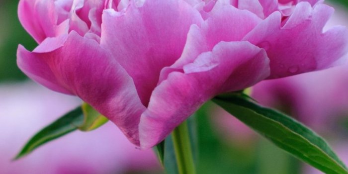 1080x1920 Pink peony flower, hazy 1080x1920 iPhone 8/7/6/6S Plus wallpaper