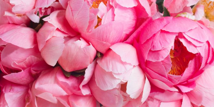 1500x993 Wallpaper, Art Peony, Wall Art , Flowers Large Photo, Vinyl, Self Adhesive