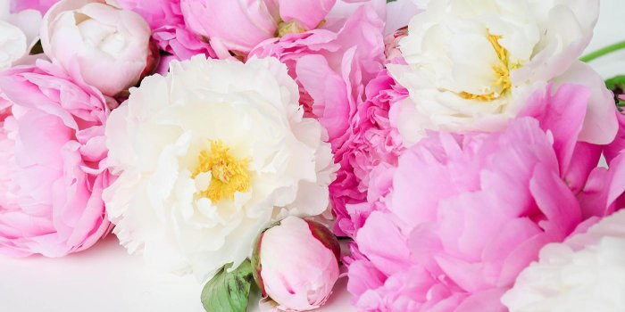 1400x933 Pink - Pink Peonies Pastel Wallpaper Peony Flowers Free Wallpaper