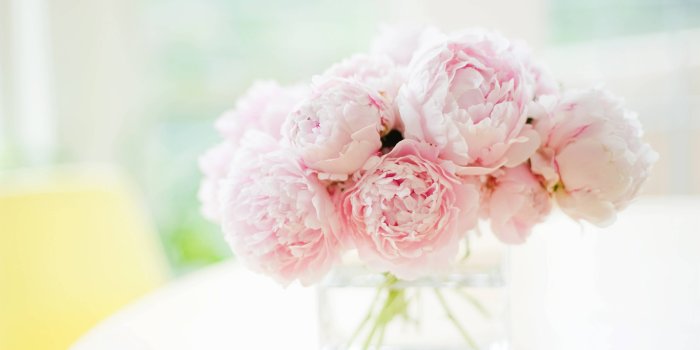 3787x2706 Peonies Wallpapers